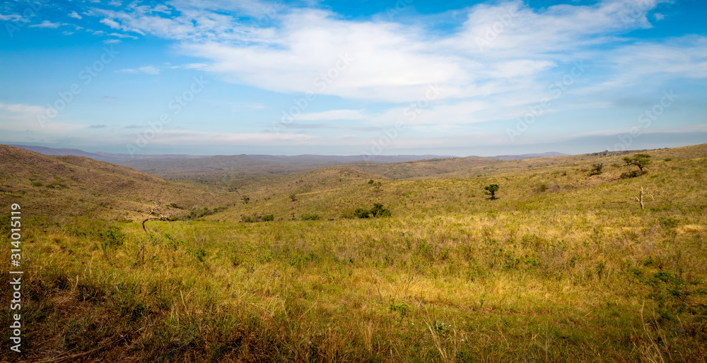 Panorama of the savannah in the Hluhluwe - imfolozi National Park in South Africa