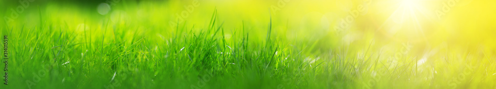 Fresh green grass background with sunlight in summer Fresh green grass background with sunlight in summer