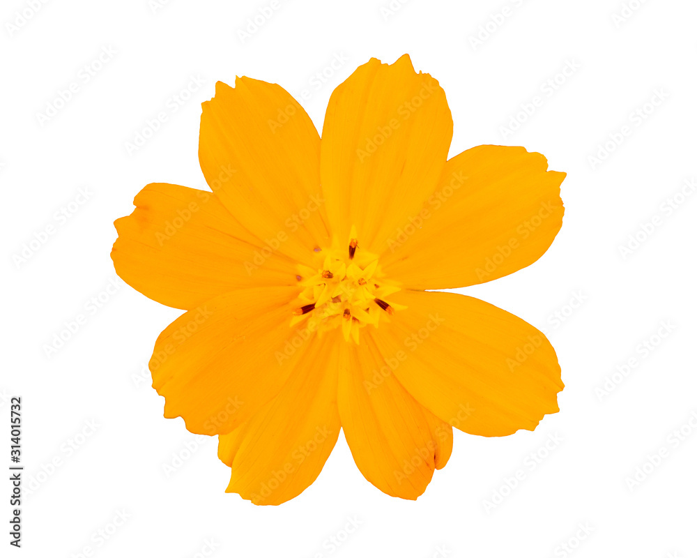 Yellow flower isolated on white background Yellow flower isolated on white background