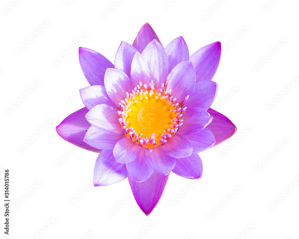 Pink Lotus flower beautiful lotus isolated on white background. Top view.
