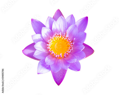 Pink Lotus flower beautiful lotus isolated on white background. Top view.