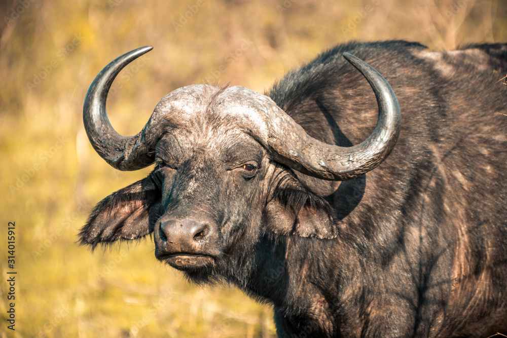 Naklejka premium A buffalo at sunrise during a safari in the Hluhluwe - imfolozi National Park in South Africa