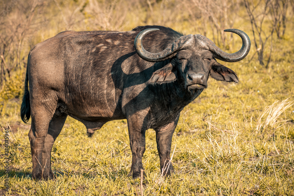 A buffalo at sunrise during a safari in the Hluhluwe - imfolozi National Park in South Africa A buffalo at sunrise during a safari in the Hluhluwe - imfolozi National Park in South Africa