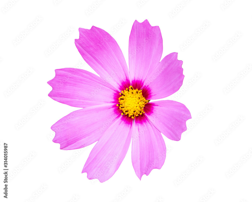 Close up pink cosmos flower isolated on white background. Close up pink cosmos flower isolated on white background.