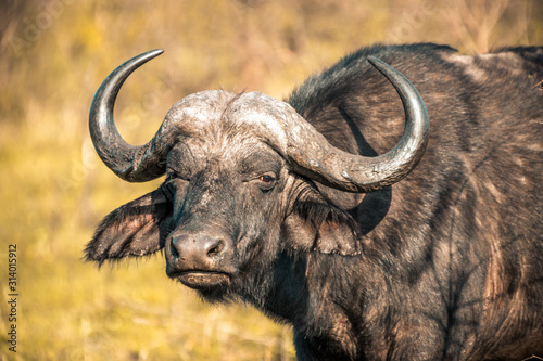 A buffalo at sunrise during a safari in the Hluhluwe - imfolozi National Park in South Africa