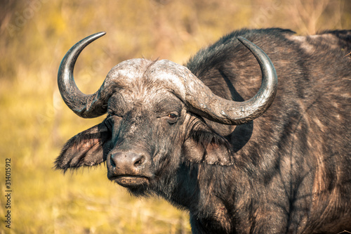 A buffalo at sunrise during a safari in the Hluhluwe - imfolozi National Park in South Africa photo
