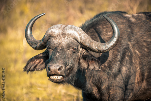 A buffalo at sunrise during a safari in the Hluhluwe - imfolozi National Park in South Africa