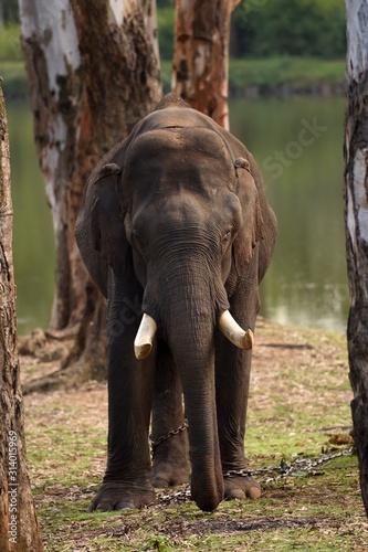 Chained elephant is standing in between two trees