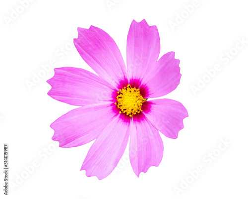 Close up pink cosmos flower isolated on white background.