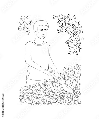 Work in the garden. A man is cutting a hedge with clippers. Design element. Vector illustration.