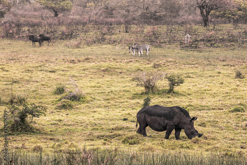 Black rhino and zebras eating grass in the Isimangaliso National Park in Southafrica