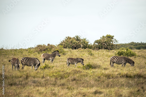 A group of zerbras eating grass in the Isimangaliso National Park in Southafrica