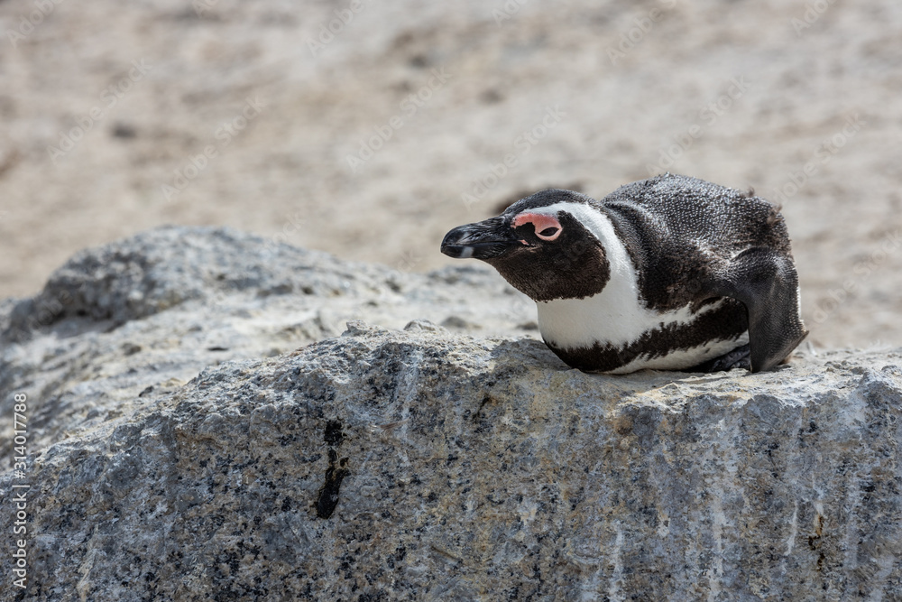 Fototapeta premium Penguin colony in Boulders beach, hosting more than 3000 penguins near Cape Town, South Africa