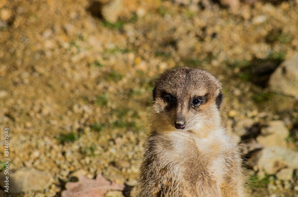 Fototapeta premium Meerkat (Suricata suricatta) resting in the sun