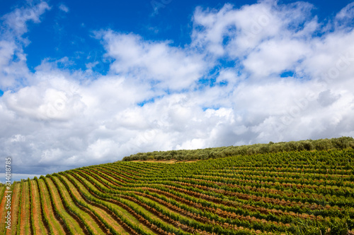 Vineyards in Stellenbosch, the town near Cape Town famous for the production of wine, on a beautiful day photo