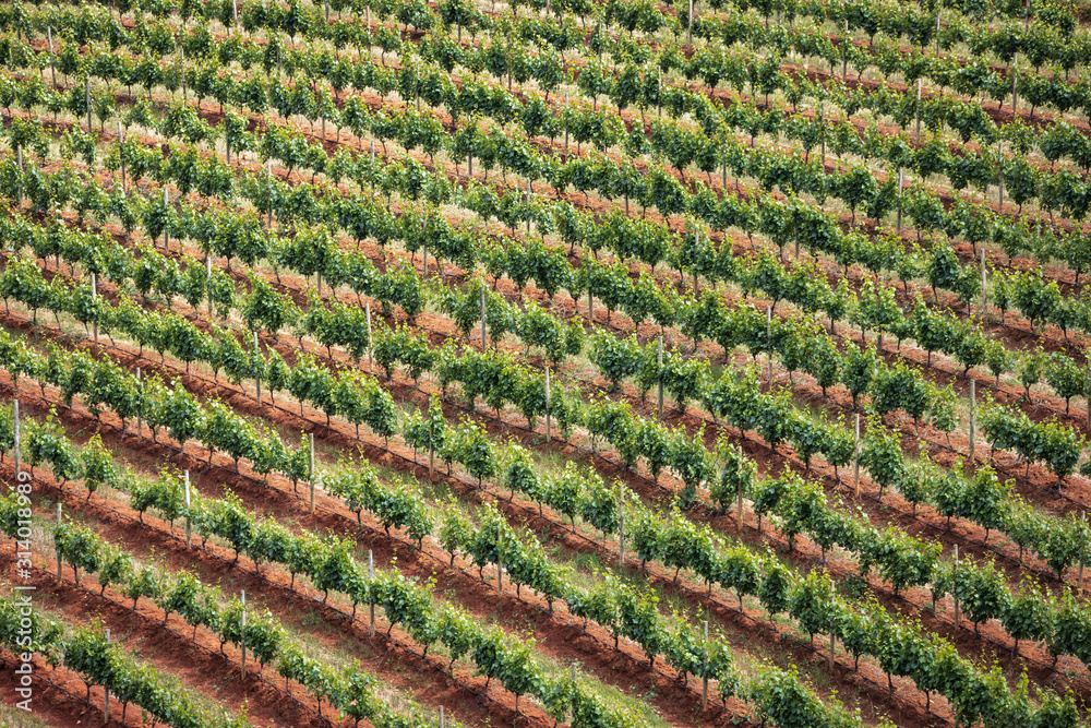 Vineyards in Stellenbosch, the town near Cape Town famous for the production of wine