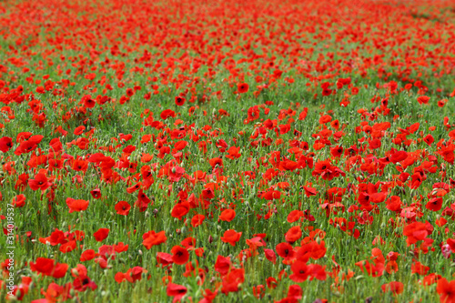 champ de coquelicots