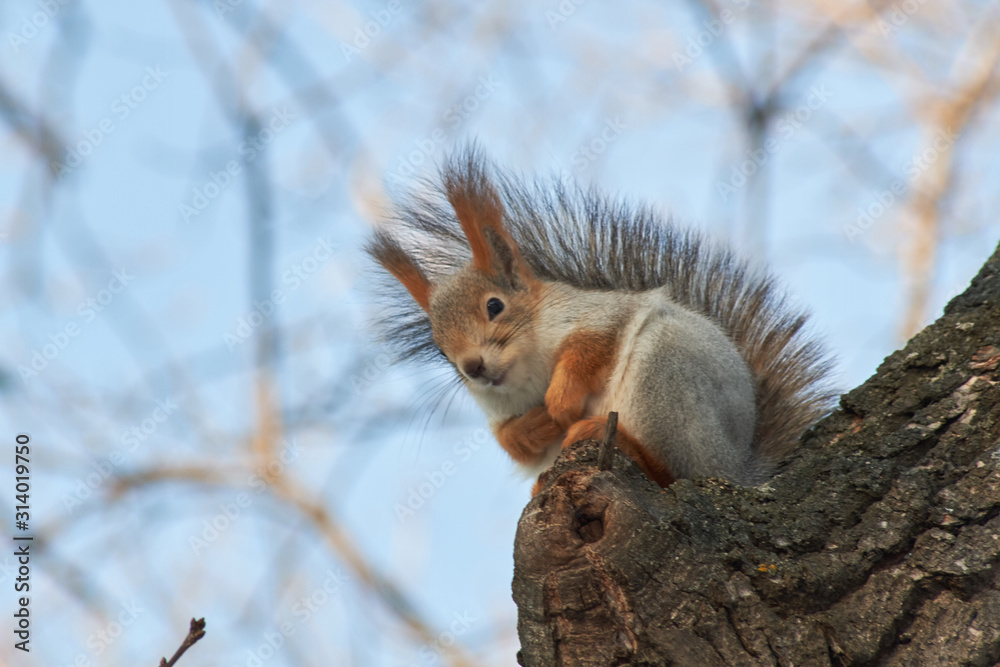 A cute red squirrel sits on a stump and eats seeds on a Sunny winter day.