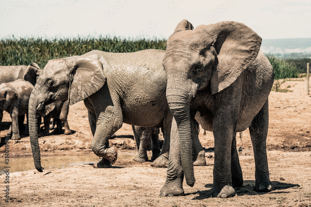 Fototapeta premium Elephants in the Addo Elephant National Park, near Port Elizabeth, South Africa