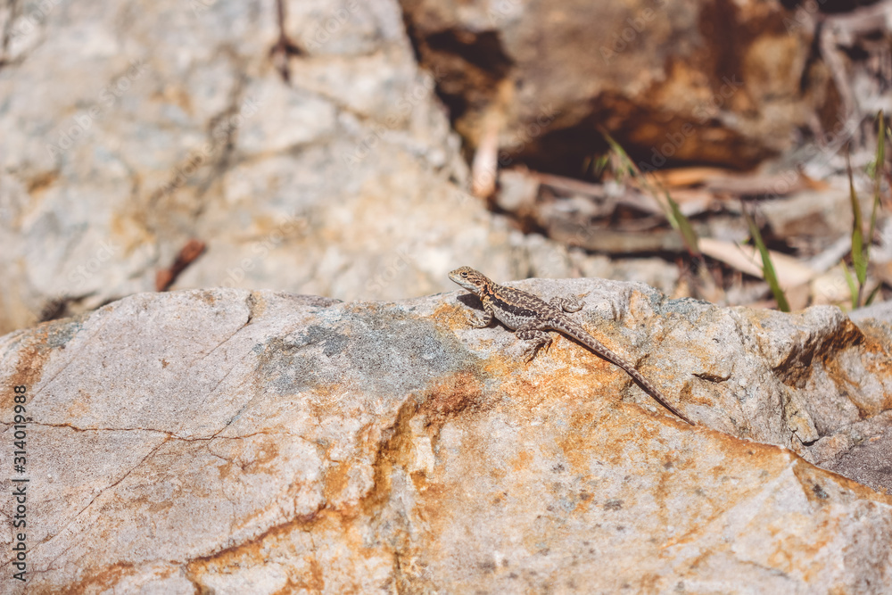 Lizard Lizard