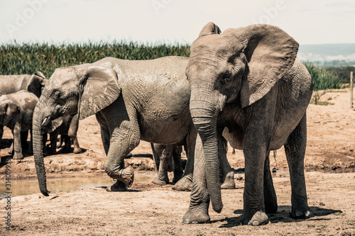 Elephants in the Addo Elephant National Park, near Port Elizabeth, South Africa