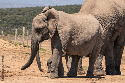 Elephants in the Addo Elephant National Park  near Port Elizabeth  South Africa