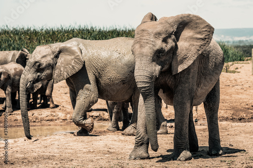 Elephants in the Addo Elephant National Park, near Port Elizabeth, South Africa © Giulio