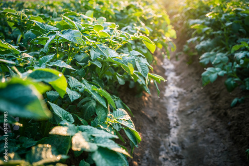 potato plant in the field.