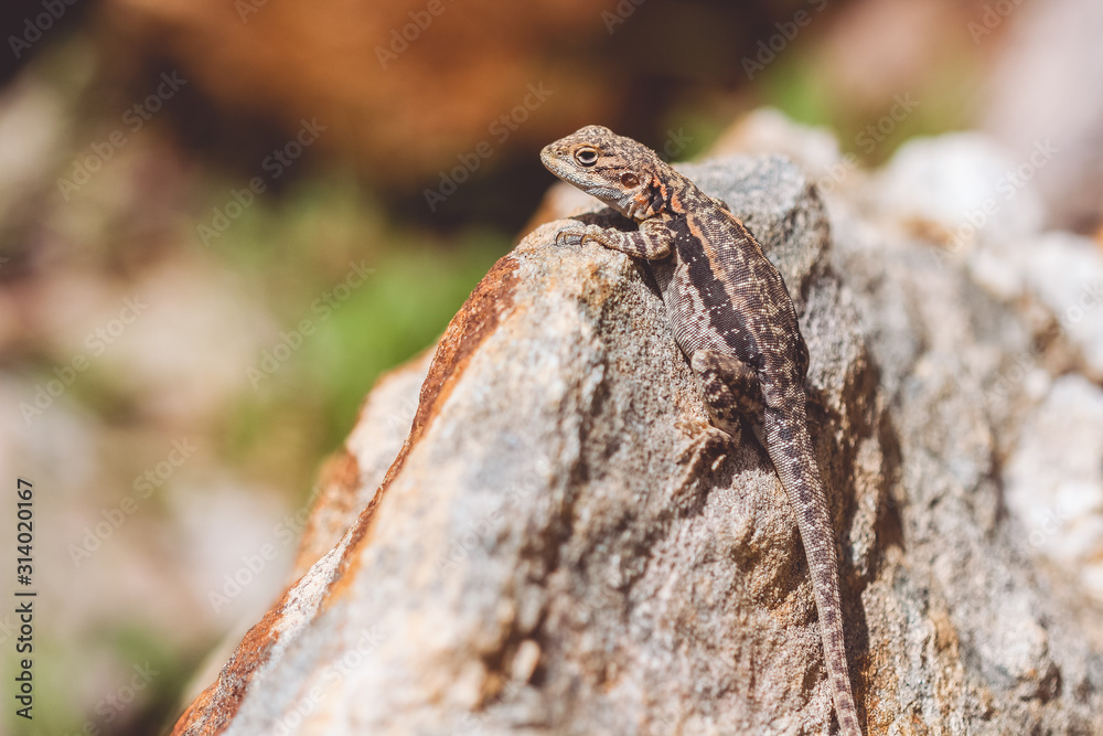 Lizard