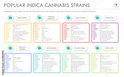 Popular Indica Cannabis Strains horizontal business infographic illustration about cannabis as herbal alternative medicine and chemical therapy, healthcare and medical science vector.