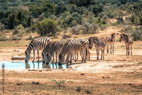 A group of zebras near a waterhole in the Addo Elephant National Park, near Port Elizabeth, South Africa photo