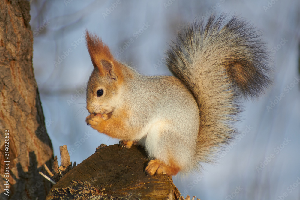 Fototapeta premium A cute red squirrel sits on a stump and eats seeds on a Sunny winter day.