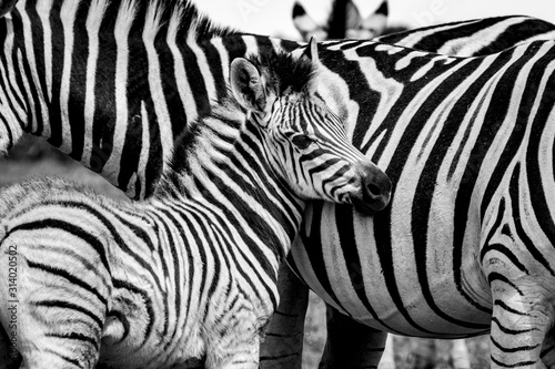 Two zebras in the Addo Elephant National Park  near Port Elizabeth  South Africa