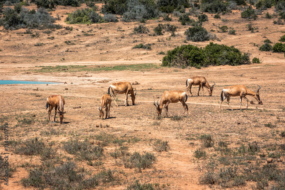 A group of Impalas near a waterhole in the Addo Elephant National Park, near Port Elizabeth, South Africa
