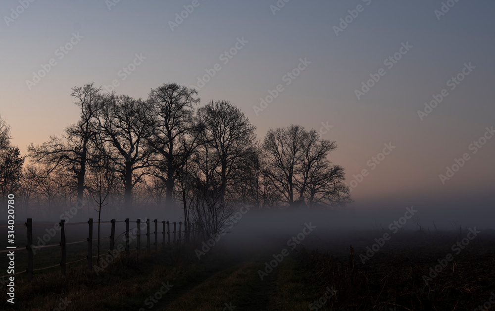 oak trees in the fog at a cold morning sunset