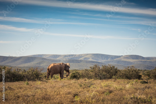 Elephant in the Addo Elephant National Park, near Port Elizabeth, South Africa © Giulio