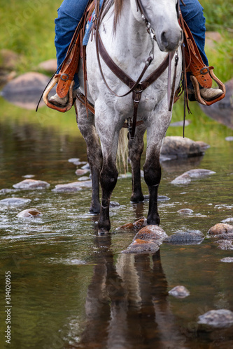 horse legs in water