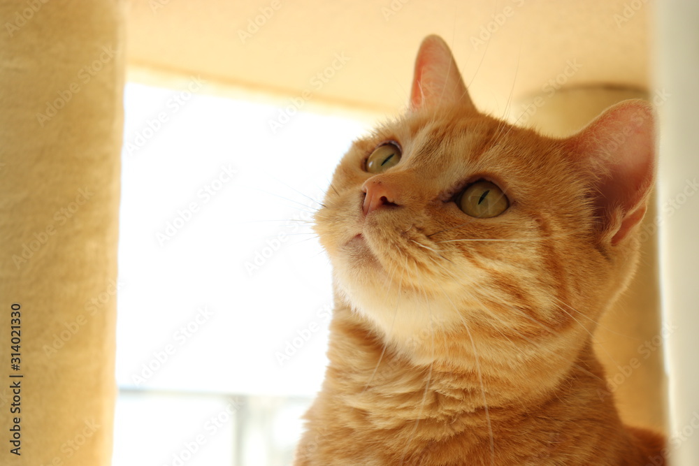 首をかしげる猫アメリカンショートヘアー Stock Photo Adobe Stock