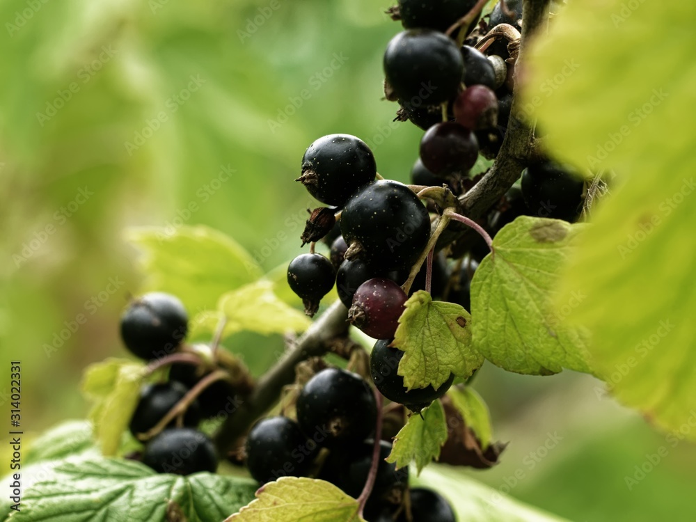 black currant in the garden in summer, Russia. black currant in the garden in summer, Russia.