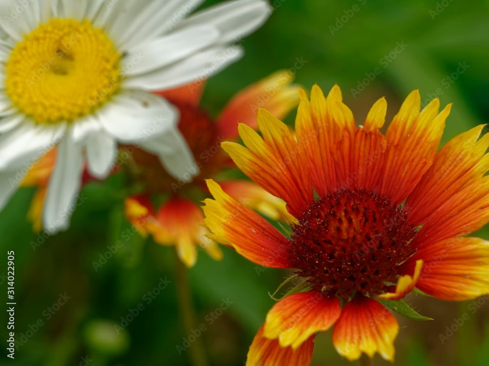 rudbeckia and daisies in the garden in summer, Russia. rudbeckia and daisies in the garden in summer, Russia.