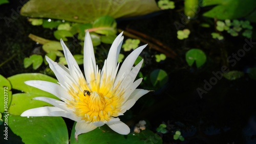 White Lotus yellow pollen that is in the pool or tub, selective focus