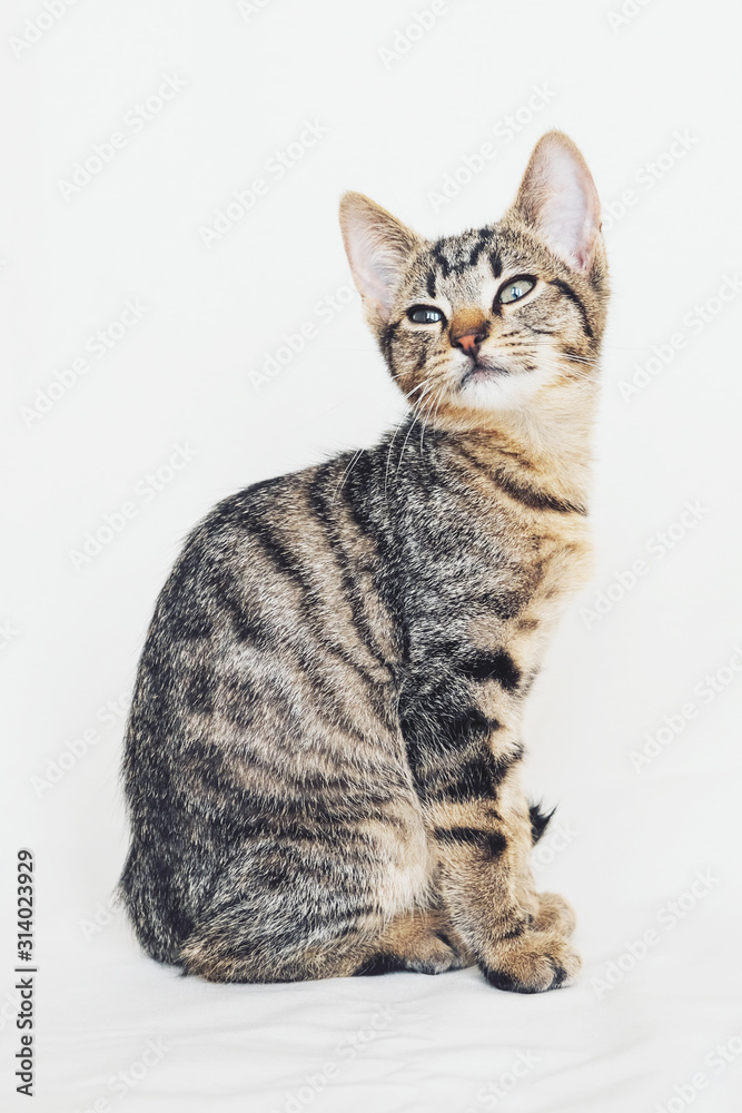 Beautiful young European Shorthair cat sitting on white background.