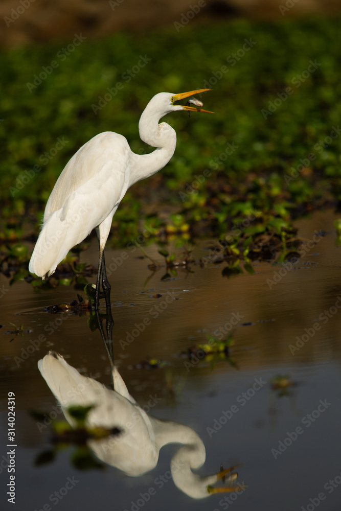 Obraz premium Snowy Egret with its catch