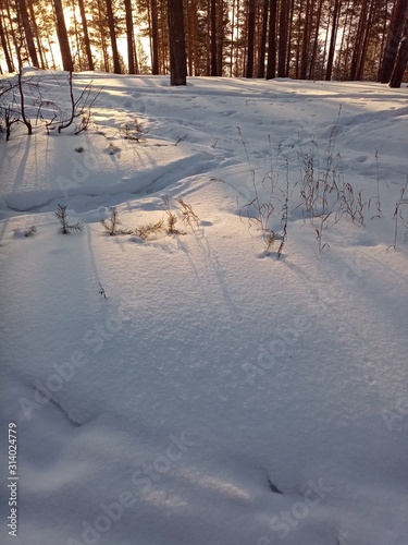 Snow in forest and sun nature winter background