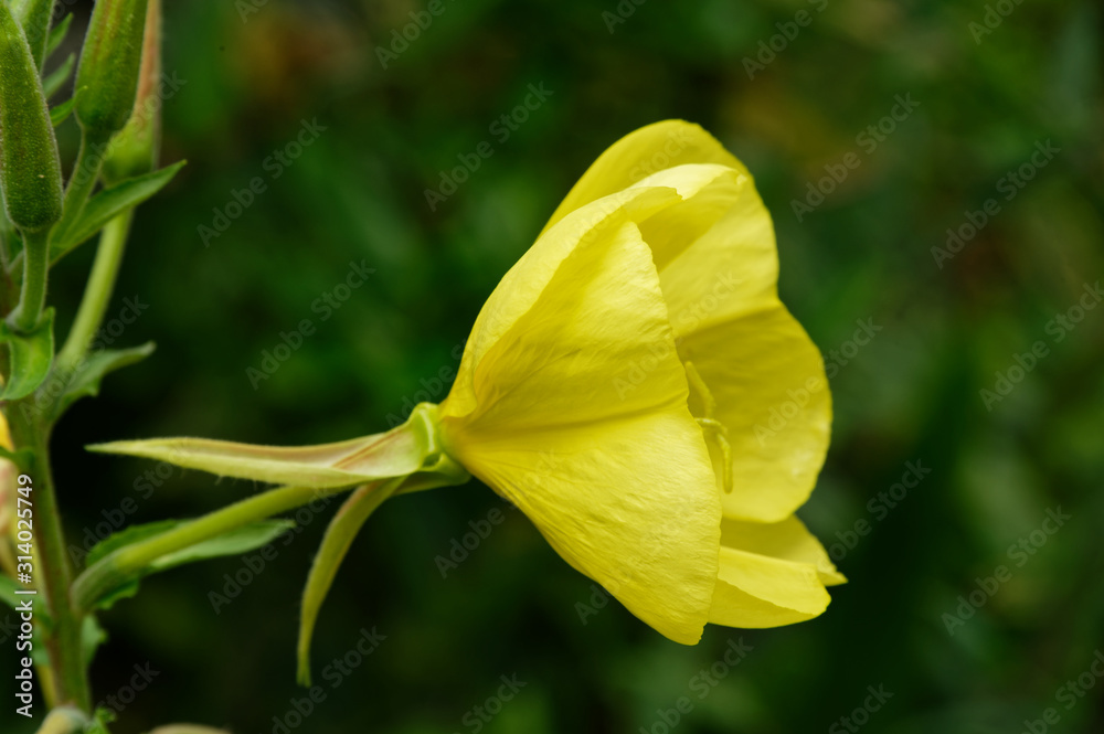 A yellow evening primrose flower, side on A yellow evening primrose flower, side on