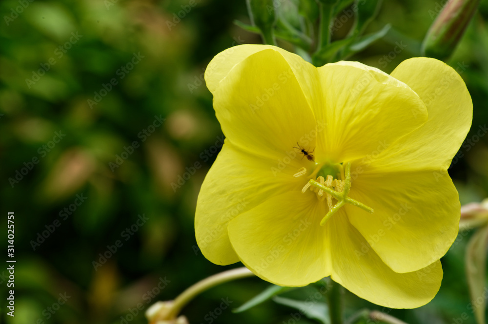 An open evening primrose flowr An open evening primrose flowr