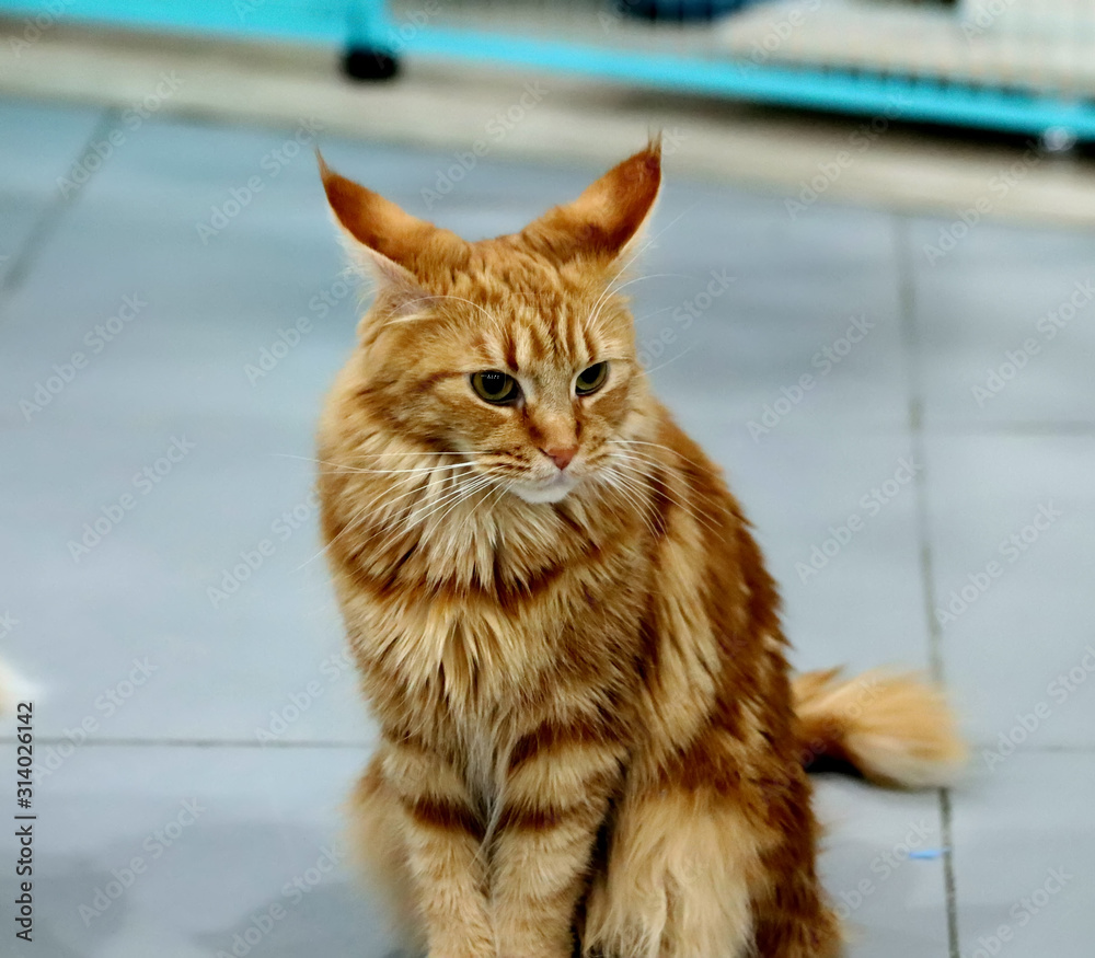 Fototapeta premium cat in front of the wall