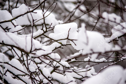 Snow-covered tree branches in a winter Park
