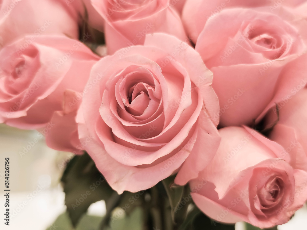 The pink roses background for Valentine's day or Mother day or Woman day post card or invitation. Aroma therapy cosmetic background. Beaty salon or perfume cover backdrop. The pink roses background for Valentine's day or Mother day or Woman day post card or invitation. Aroma therapy cosmetic background. Beaty salon or perfume cover backdrop.