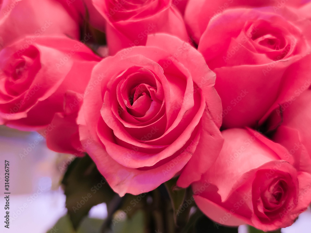 The pink roses background for Valentine's day or Mother day or Woman day post card or invitation. Aroma therapy cosmetic background. Beaty salon or perfume cover backdrop. The pink roses background for Valentine's day or Mother day or Woman day post card or invitation. Aroma therapy cosmetic background. Beaty salon or perfume cover backdrop.